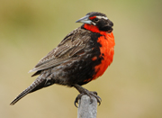 link to long tailed meadowlark